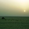 В пустинята на Кувейт